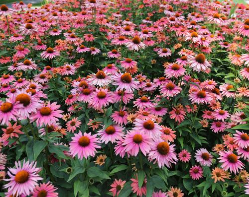 10-easy-perennials-for-sunny-gardens-5.jpg