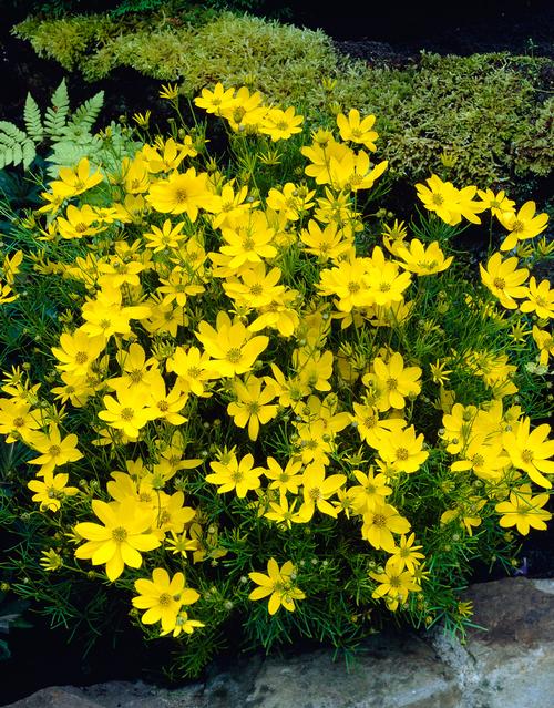 10-easy-perennials-for-sunny-gardens-9.jpg