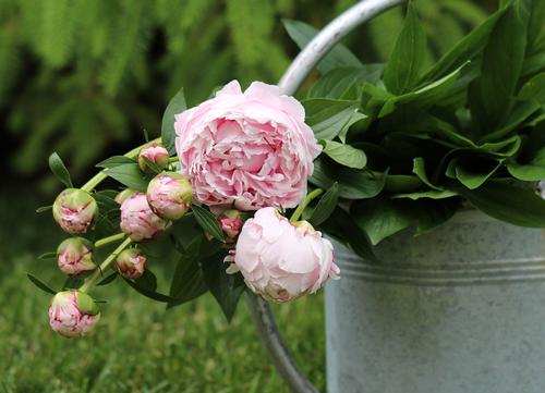 5-tips-for-growing-peonies3.jpg