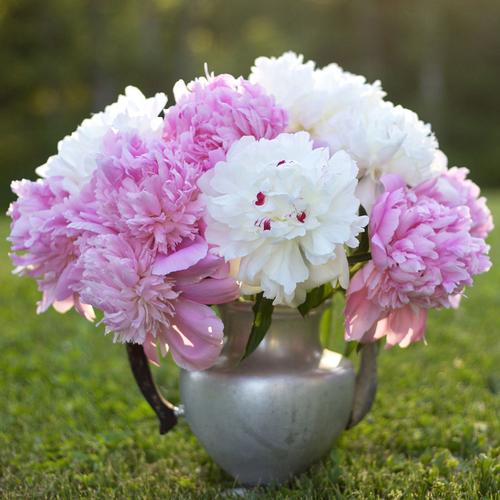 5-tips-for-growing-peonies5.jpg