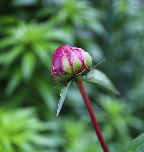 5-tips-for-growing-peonies7.jpg