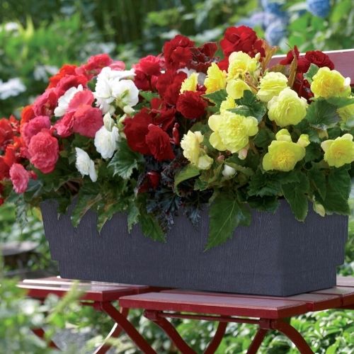 Tips for Growing Tuberious Begonias