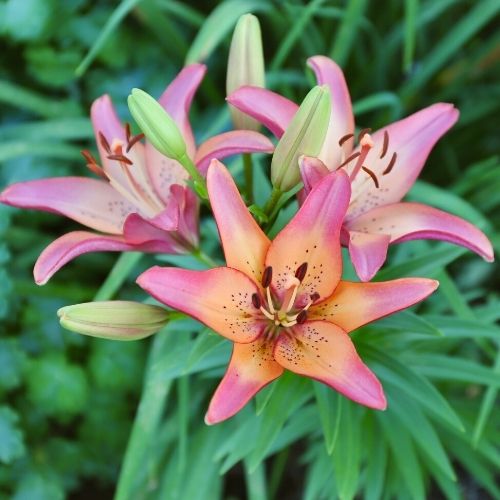 Lily Asiatic Pink County - 5 bulbs - Longfield Gardens