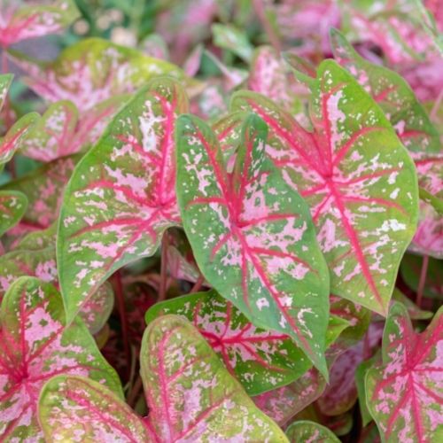 All About Caladiums