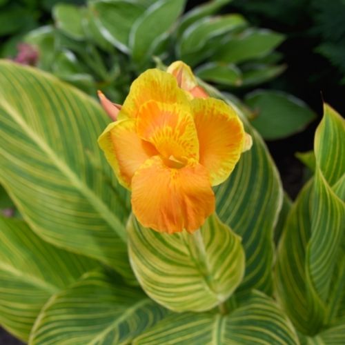 All About Cannas