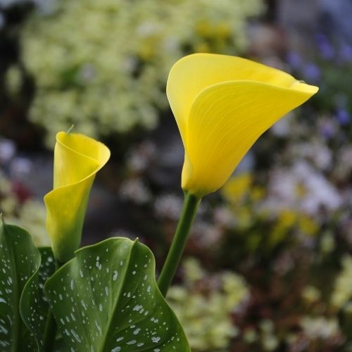 All About Calla Lilies