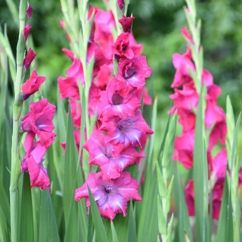 Green Star - Gladiolus Bulbs