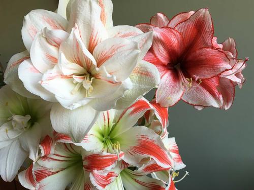 6-tips-for-growing-amaryllis2.jpg