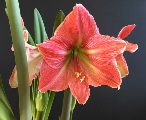 6 Tips for Growing Amaryllis