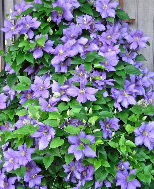 6 Tips for Growing Clematis