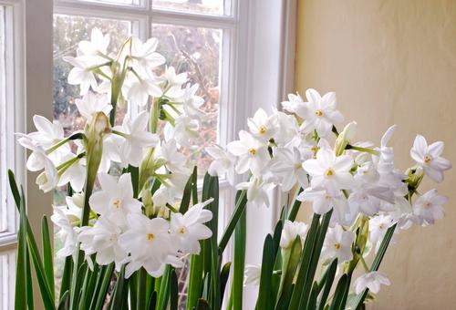 Daffodil Narciu Bulb Paperwhite Hardy Perennial Plant Healthy Flowering Top 