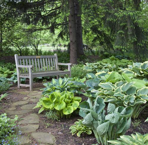 7-tips-for-growing-hostas1.jpg