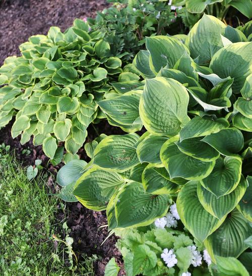 7-tips-for-growing-hostas5.jpg