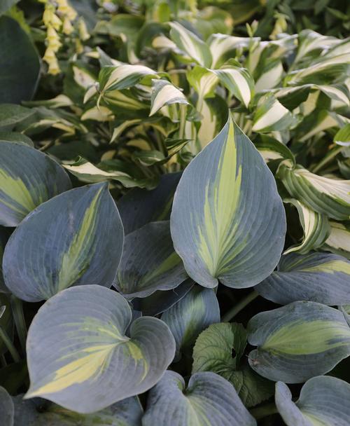 7-tips-for-growing-hostas6.jpg