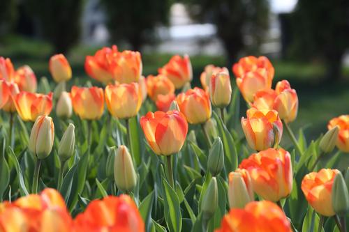 7-tips-for-planting-tulips1.jpg