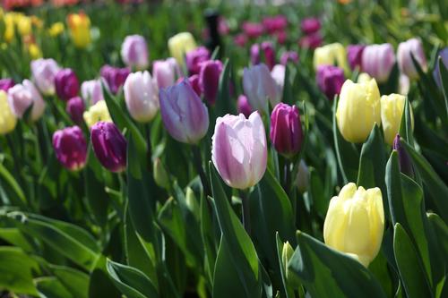 7-tips-for-planting-tulips5.jpg