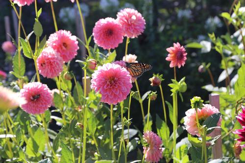 8-tips-for-growing-better-dahlias5.jpg