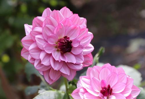 8-tips-for-growing-better-dahlias8.jpg