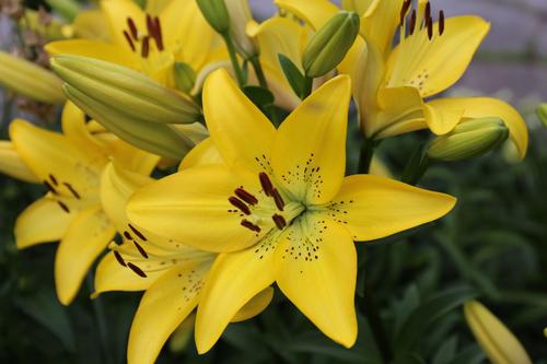 8 Tips for Growing Better Lilies