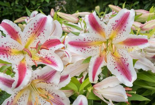 How to Grow and Care for Pink Lilies (2024 Guide)