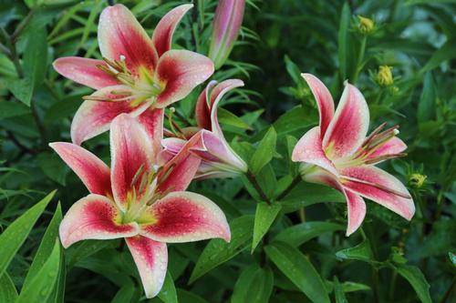 8 Tips for Growing Better Lilies