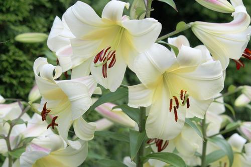 8-tips-for-growing-better-lillies5.jpg