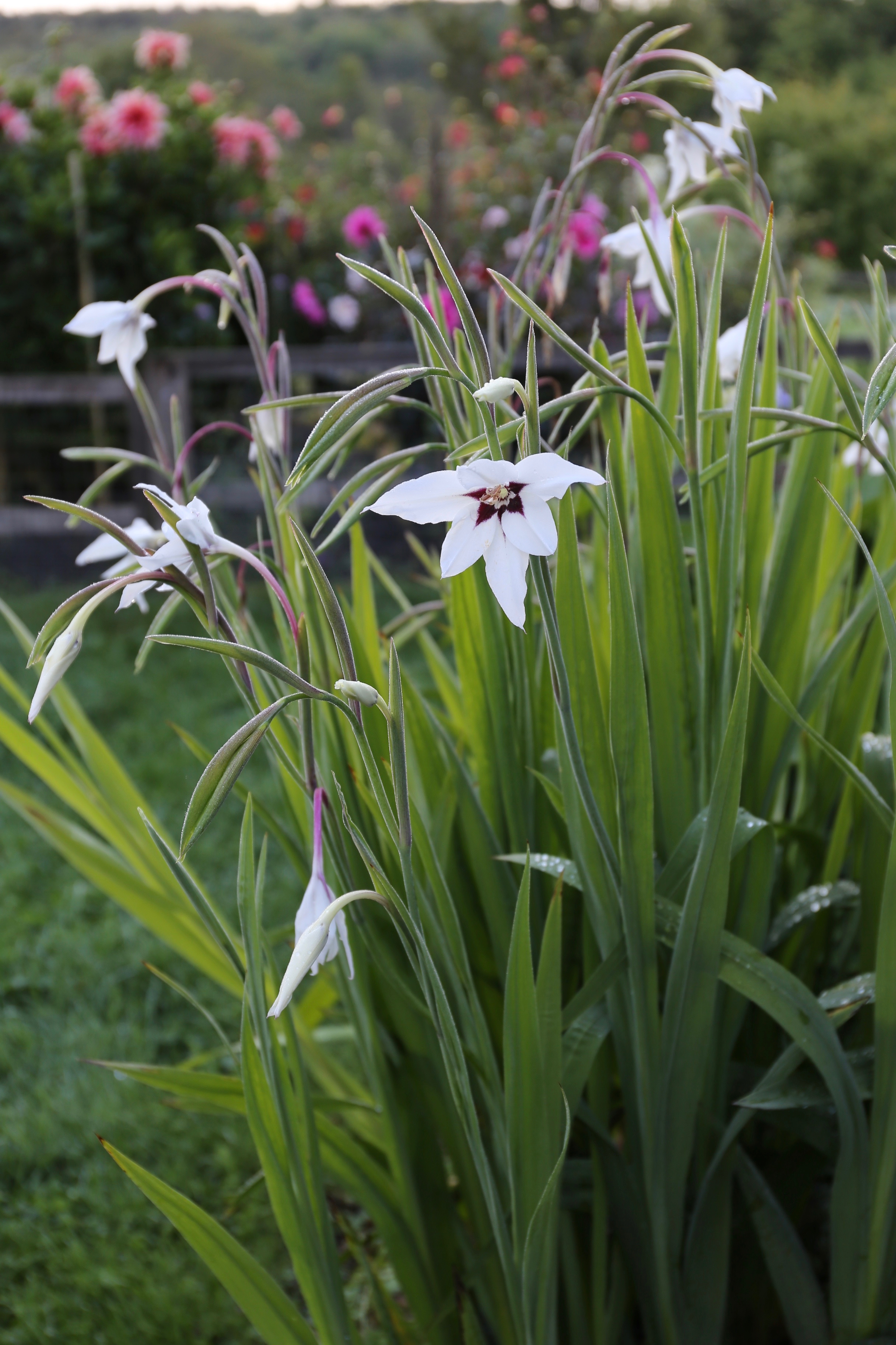 acidanthera-img-4221.jpg