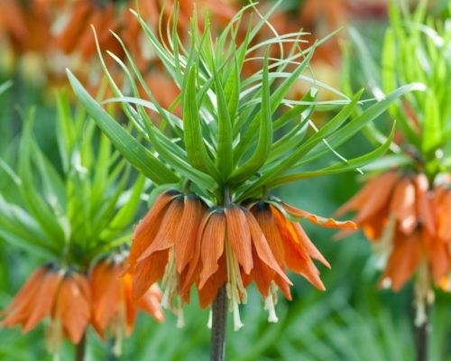 All About Fritillaria