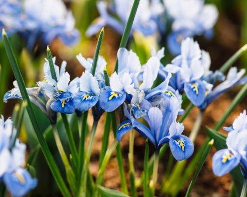 How to Grow and Care for Iris Reticulata