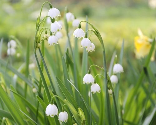 Lily of The Valley Bulbs for Planting - Stunning White Weeping Flowers - Fresh Leucojum Bulbs to Grow (10 Bulbs)