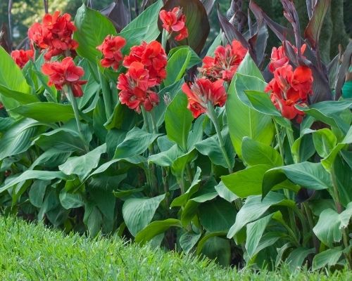 How to Plant Canna Lily Bulbs