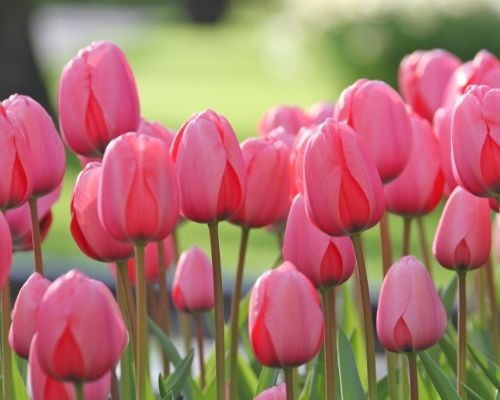 The Best Spot In Your Garden To Plant Tulips