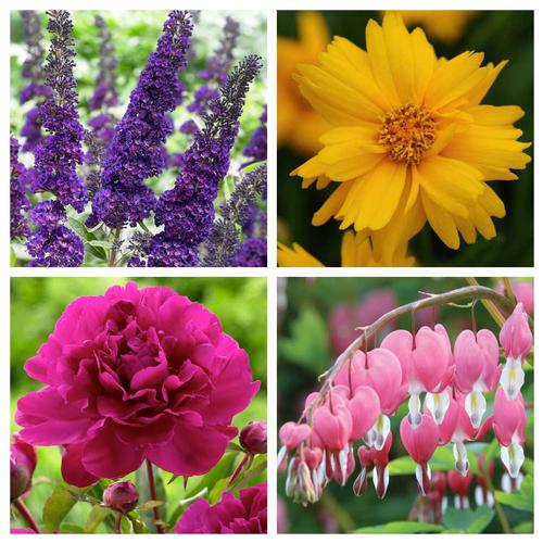  60 Deer-Resistant Plants for Your Garden