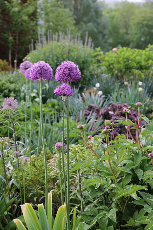 all-about-alliums3.jpg