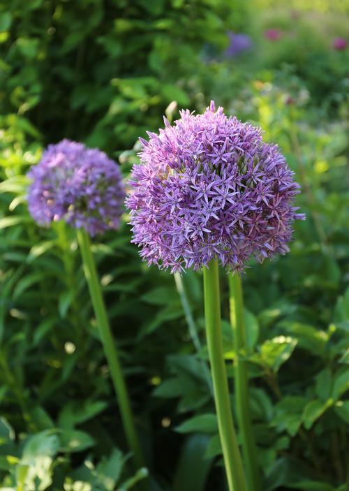 All About Alliums