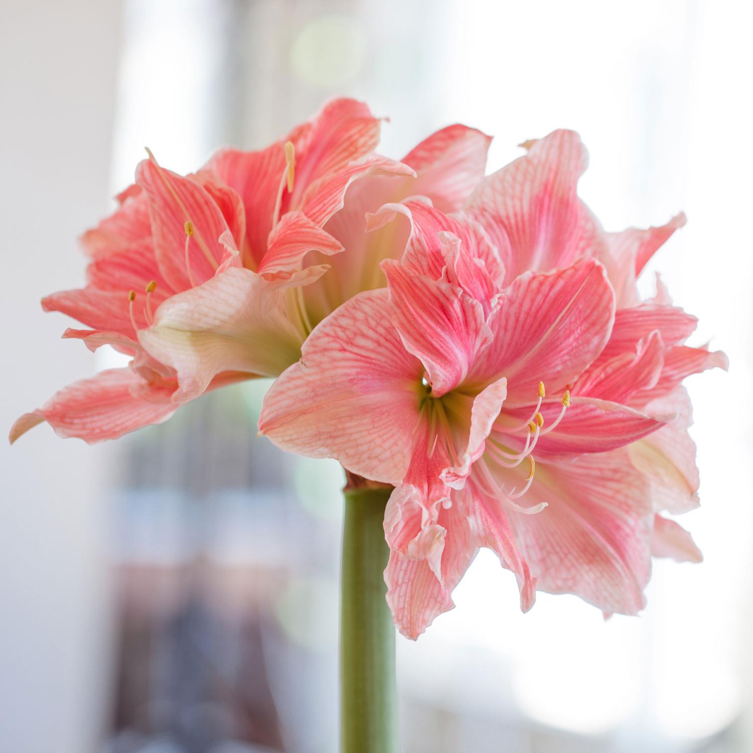 all-about-amaryllis3.jpg