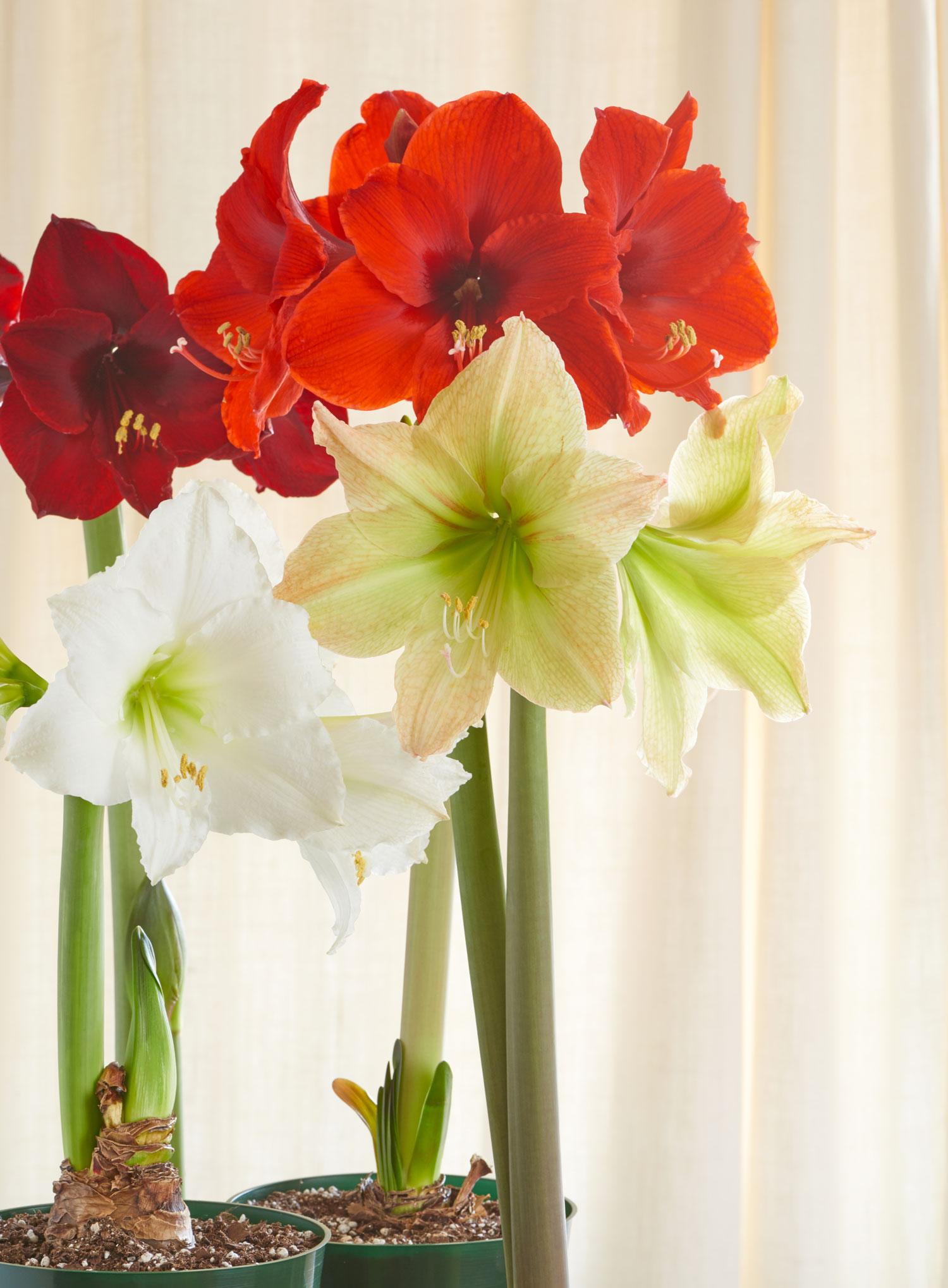 all-about-amaryllis6.jpg