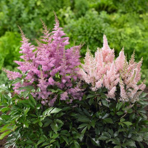 all-about-astilbes4.jpg