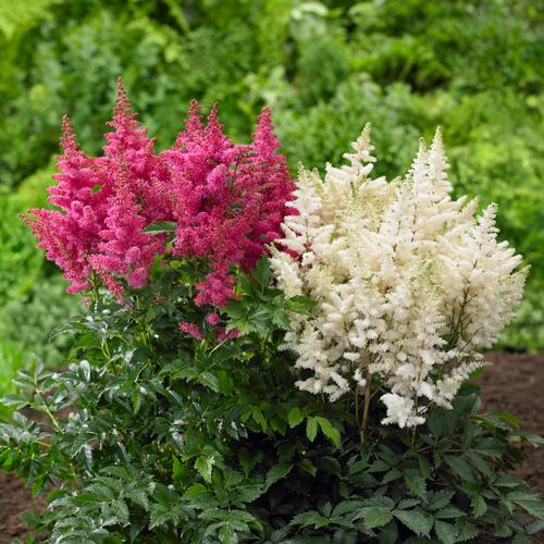 all-about-astilbes5.jpg