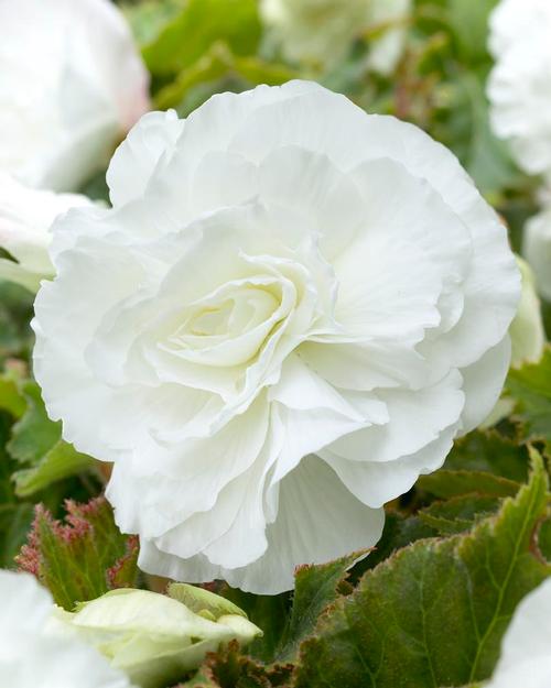 all-about-begonias5.jpg