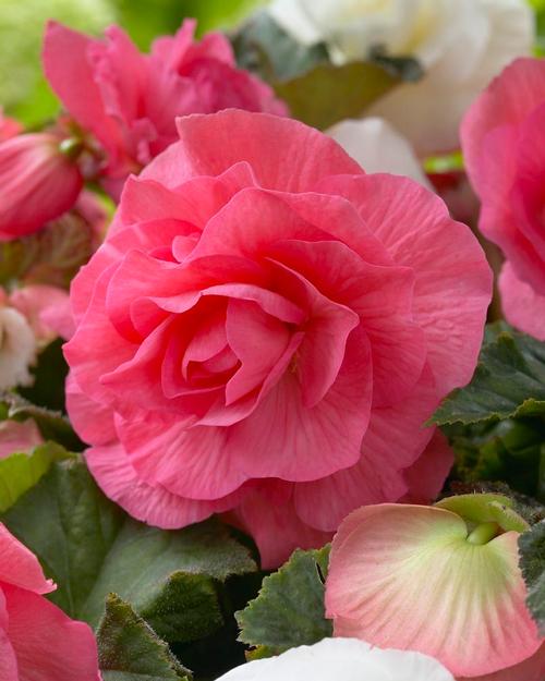 All About Begonias