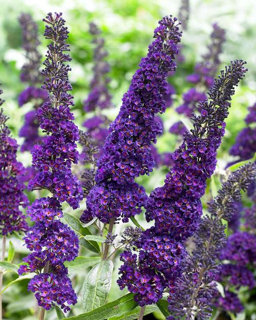 all-about-buddleia2.jpg