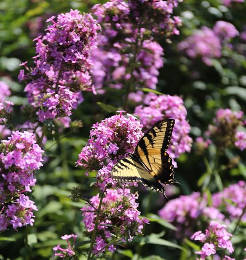 all-about-buddleia3.jpg