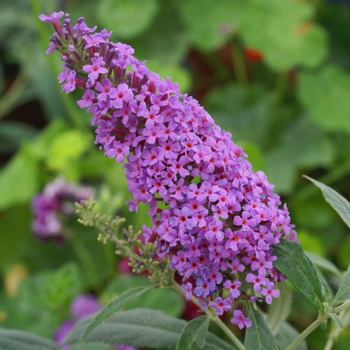 all-about-buddleia4.jpg