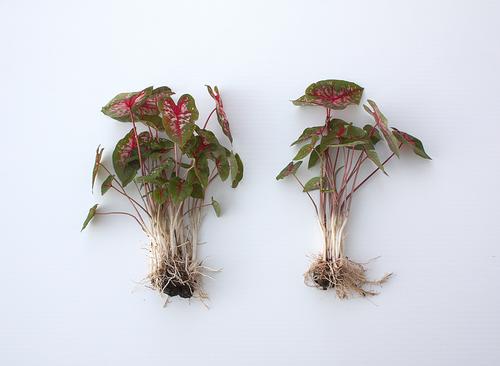 all-about-caladiums1.jpg