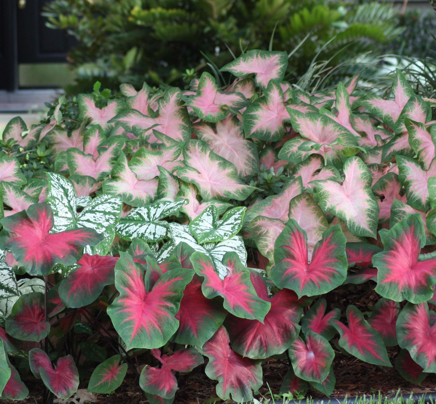 all-about-caladiums2.jpg