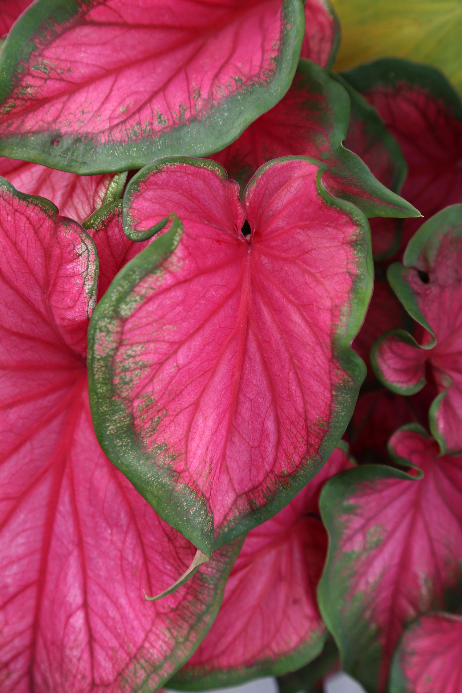 all-about-caladiums5.jpg