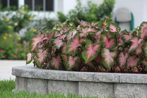 all-about-caladiums7.jpg