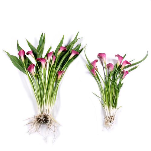 How to Grow and Care for Pink Lilies (2024 Guide)