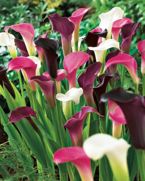 All About Calla Lilies2 